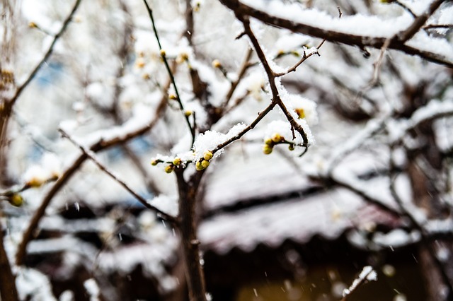 主帅塞蒂恩